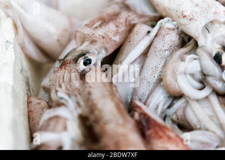 Frisch gefangener Oktopus in einer Kiste mit Eis im griechischen Fischmarkt Stall. Draufsicht. Stockfoto