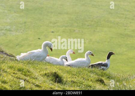 Weiße und graue Hausgänse im grünen Gras. Färöer Inseln, Dänemark Stockfoto