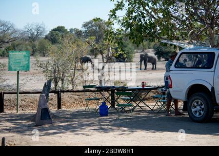 Elefanten, Loxodonta africana, am Wasserloch mit Mann, der Picknicktisch aufstellt, Nhlanguleni Picknickplatz, Kruger Nationalpark, Provinz Mpumalanga Stockfoto