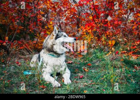 Alaskan Malamute mit offenem Mund und ausgestreckter Zunge vor dem Hintergrund herbstlicher gelber Blätter im Park. Herbstspaziergang mit dem Hund. Stockfoto