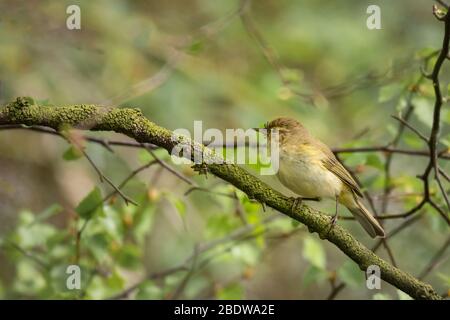 Chiffchaff, Phylloscopus collybita, sitzt auf einem Ast in einem Baum. Es ist ein Profilporträt und zeigt den Vogel, der nach links schaut. Stockfoto