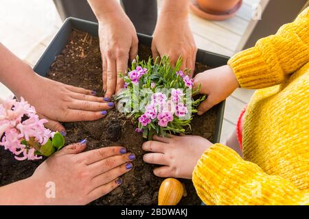 Mutter und Töchter legten Blumen in ein Hochbett auf den Balkon. Stockfoto