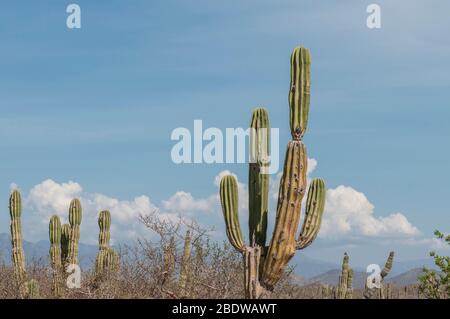 Endemischer Kaktus in der Region des Bundesstaates Baja California Sur, in der Nähe von Todos Santos, in Mexiko. Stockfoto