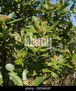 Frühling blühende Evergreen Winter Bark oder Canelo Baum (Drimys winteri var. Andica) wächst in einem Waldgarten im ländlichen Devon, England, Großbritannien Stockfoto