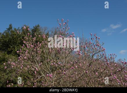 Frühlingsblumen Köpfe einer Laubsauce Magnolia Baum (Magnolia x soulangeana 'Rustica Rubra') wächst in einem Country Cottage Garden in Cotehele Stockfoto