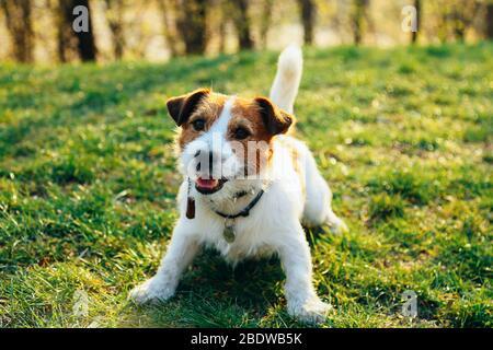 Jack Russell Dog sitzt lächelnd auf dem grünen Gras Stockfoto