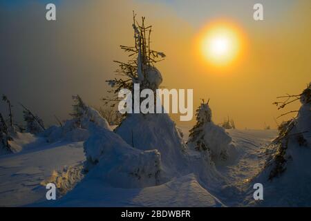 Sonnenuntergang Sonne hat beleuchtete schneebedeckten Hügel und kleine Tannen-Bäume. Ruhe. Sonne scheint durch halbtransparente Wolke (oder Nebel). Stockfoto