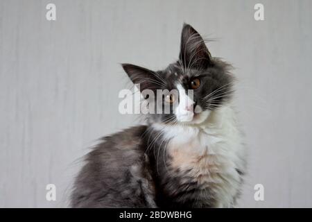 Eine norwegische Waldkatze Kätzin neigt ihren Kopf und sieht süß aus Stockfoto