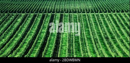 Breite Weinplantage in der Nähe des Dorfes Stockfoto