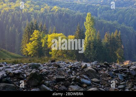 Herbstszene in den rumänischen Karpaten. Dunkle Steine stehen im Vordergrund, bunte Bäume im Hintergrund. Stockfoto