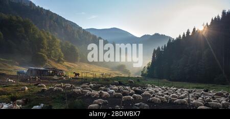 Schafe in der Herde gegen grüne Berglandschaft. Sonnenstrahlen durchdringen den Morgennebel. Rumänien, Maramures Region. Stockfoto