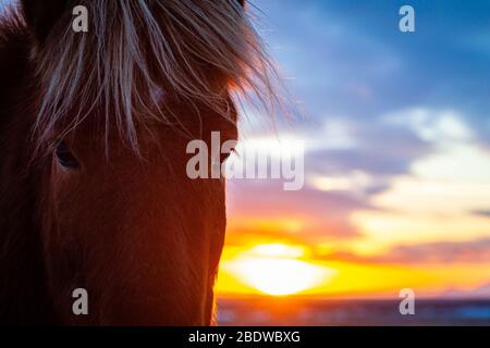 Isländisches Pferd (Equus ferus caballus) bei Sonnenuntergang in isländischer Landschaft, Island Stockfoto