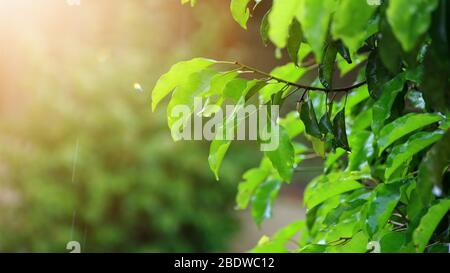 Der Baum lässt nach dem Regen am Morgen nass, mit selektiver Fokussierung, unscharfem Hintergrund und Sonnenlicht Stockfoto