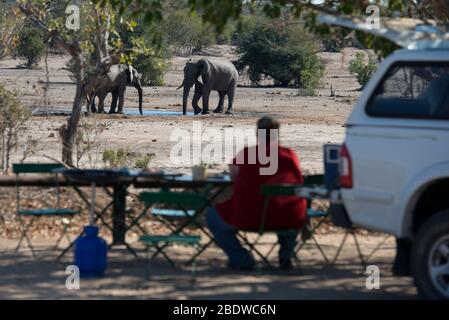 Elefanten, Loxodonta africana, am Wasserloch mit Frau, die am Picknicktisch zuschaut, Nhlanguleni Picknickplatz, Kruger-Nationalpark Stockfoto