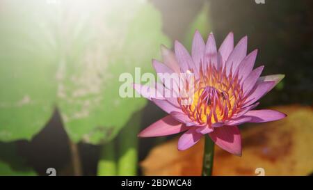 Nahaufnahme helle, weiche und selektive Fokus Bild von einzelnen rosa Lotus in einem Teich mit Sonnenlicht und Raum für Text hinzufügen für Illustration Buddhismus Konzept Stockfoto