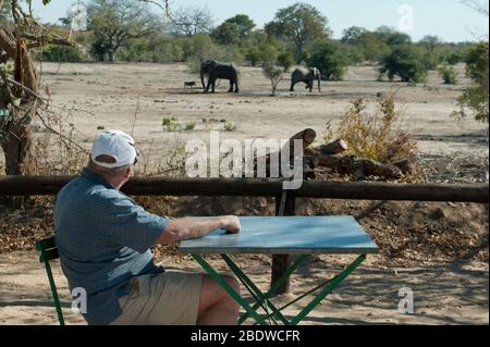 Elefanten, Loxodonta africana, am Wasserloch mit einem Mann, der vom Picknicktisch aus beobachtet wird, Picknickplatz Nhlanguleni, Kruger-Nationalpark Stockfoto