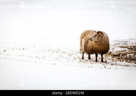 Ein einzelnes isländisches Schaf (ovis), das im Schnee auf reynisfjara, Island, in den Wind blickt Stockfoto