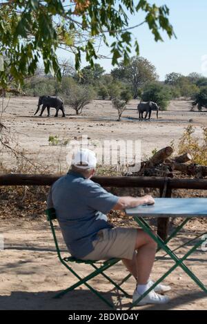 Elefanten, Loxodonta africana, am Wasserloch mit einem Mann, der vom Picknicktisch aus beobachtet wird, Picknickplatz Nhlanguleni, Kruger-Nationalpark Stockfoto