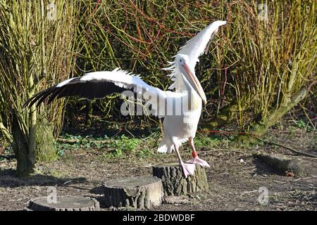 Pelican flattern auf der Birdworld Surrey Stockfoto