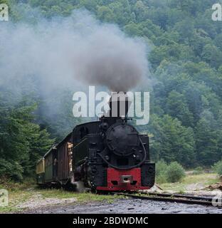 Fahrende Holzbrenner-Lok von Mocanita (Maramures, Rumänien). Der alte Zug liegt vor grünem Waldgrund. Stockfoto