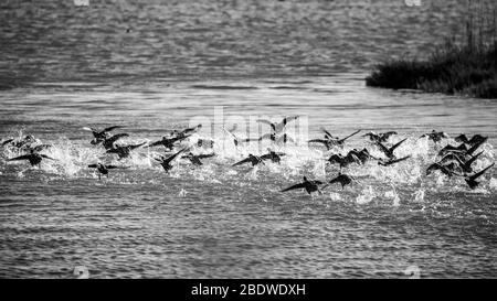 Eine große, überraschte Entenschar zieht in einem Wasserstrahl aus, See Vistonida, Porto Lagos, Region Xanthi, Nordgriechenland. Erstaunliche Natur in Aktion, seichter selektiver Fokus der Vogel-Silhouetten Stockfoto