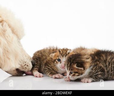 Hund lecken Kitty Nahaufnahme isoliert auf weißem Hintergrund Stockfoto
