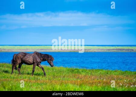 Islandpferde, Snaefellsnes Halbinsel, Island Stockfoto