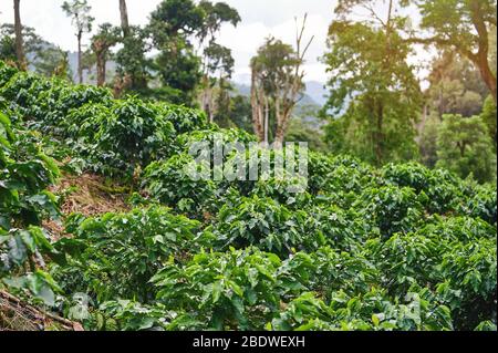 Junge Kaffeesorten auf Berghügel in hellen sonnigen Tag Stockfoto