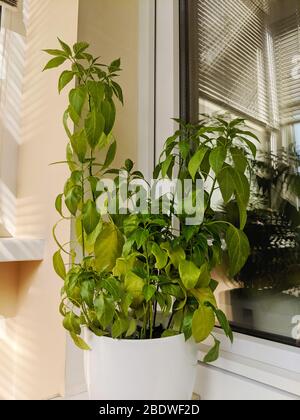 Eingetopfter Chili Pepper sprießt unter Sonnenlicht in der Nähe des Fensters Stockfoto