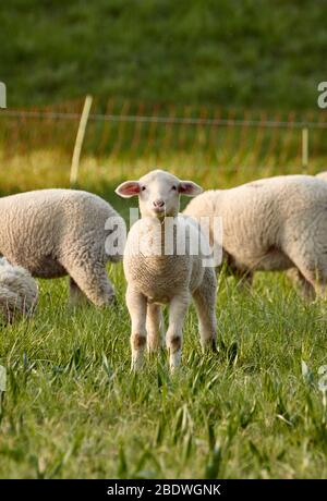 Niedliches junges Lamm, das im Gras mit Schafen, Bäumen und einem elektrischen Zaun im Hintergrund steht und die Kamera anschaut Stockfoto