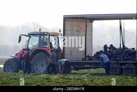 Rainham, Essex, Großbritannien. April 2020. Pflücker pflücken Gemüse im Famers Field in Rainham Essex während der Covid-19 Pandemie, in der die Regierung strenge Regeln festgelegt hat, nur das Haus für die wesentliche Arbeit, Lebensmittel einkaufen und eine Form der Übung pro Tag zu verlassen. Quelle: Action Foto Sport/Alamy Live News Stockfoto