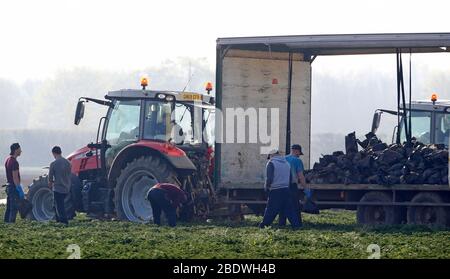 Rainham, Essex, Großbritannien. April 2020. Pflücker pflücken Gemüse im Famers Field in Rainham Essex während der Covid-19 Pandemie, in der die Regierung strenge Regeln festgelegt hat, nur das Haus für die wesentliche Arbeit, Lebensmittel einkaufen und eine Form der Übung pro Tag zu verlassen. Quelle: Action Foto Sport/Alamy Live News Stockfoto