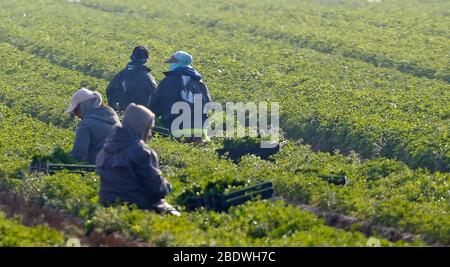 Rainham, Essex, Großbritannien. April 2020. Pflücker pflücken Gemüse im Famers Field in Rainham Essex während der Covid-19 Pandemie, in der die Regierung strenge Regeln festgelegt hat, nur das Haus für die wesentliche Arbeit, Lebensmittel einkaufen und eine Form der Übung pro Tag zu verlassen. Quelle: Action Foto Sport/Alamy Live News Stockfoto