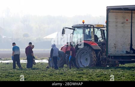 Rainham, Essex, Großbritannien. April 2020. Pflücker pflücken Gemüse im Famers Field in Rainham Essex während der Covid-19 Pandemie, in der die Regierung strenge Regeln festgelegt hat, nur das Haus für die wesentliche Arbeit, Lebensmittel einkaufen und eine Form der Übung pro Tag zu verlassen. Quelle: Action Foto Sport/Alamy Live News Stockfoto