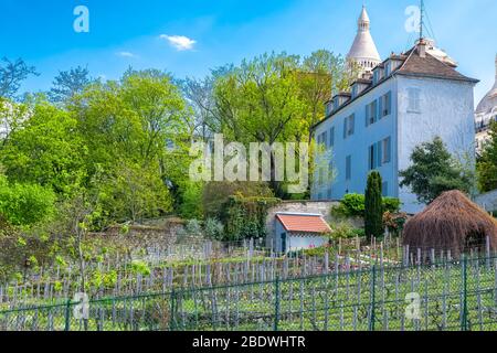 Paris, Weinberge des Montmartre im Frühjahr, mit der Basilika im Hintergrund Stockfoto