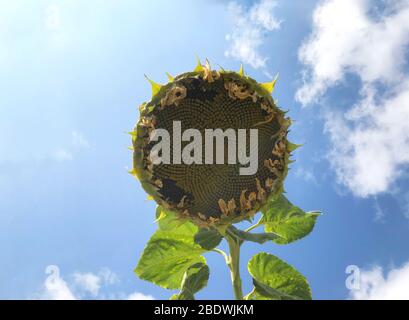 Riesige Sonnenblume in voller Blüte vor dem blauen Himmel. Aus solcher Sonnenblumenspalte haben Sonnenblumenöl gemacht. Große Sonnenblume mit reifen schwarzen Samen. Stockfoto