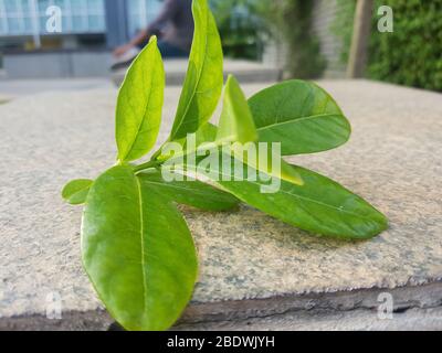 Gelber Allamanda cathartica auf Steinhintergrund Stockfoto