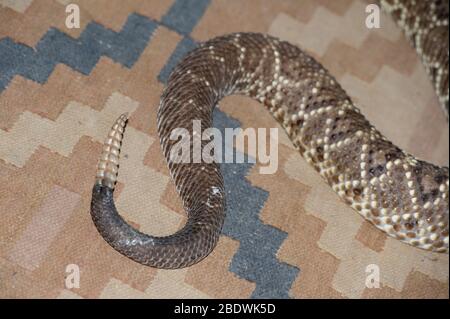 Südamerikanische Rattlesnake, Crotalus durissus, mit Rassel auf Teppich, Ant's Hill Reserve, nahe Valwater, Limpopo Provinz, Südafrika Stockfoto