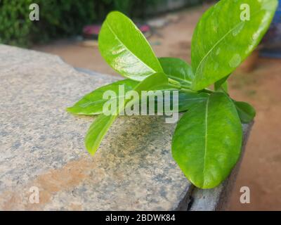 Gelber Allamanda cathartica auf Steinhintergrund Stockfoto
