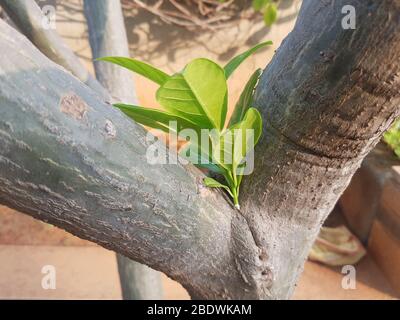 Gelber Allamanda cathartica auf Steinhintergrund Stockfoto