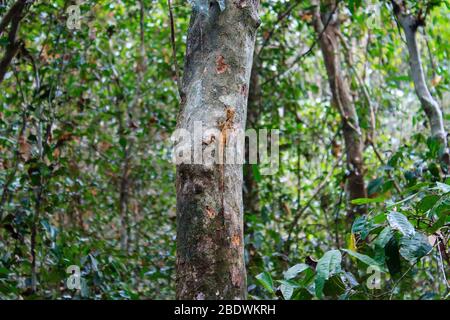 Bärtige Eidechse, Drache auf Baum im Dschungel in Laos Stockfoto