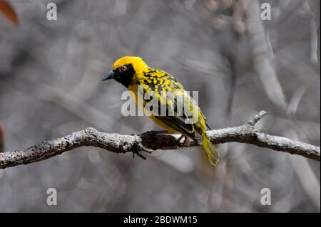 Maskierter Weber, Ploceus velatus, auf einem Ast, Ant's Hill Reserve, in der Nähe von Vaalwater, Limpopo Provinz, Südafrika Stockfoto