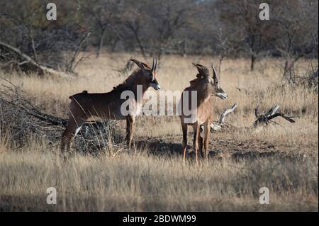 Roan Antelope, Hippotragus equinus, Pair, Ant's Hill Reserve, in der Nähe von Valwater, Limpopo Provinz, Südafrika Stockfoto