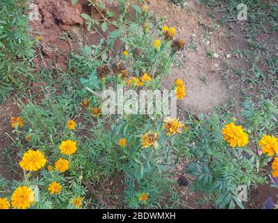 Schöne Ringelblumen auf Naturhintergrund Stockfoto