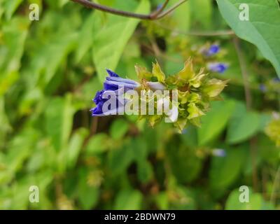 Clitoria ternatea Blumen auf Baum( Stockfoto