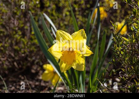 Narcissus ist eine Gattung von überwiegend Frühjahr mehrjährige Pflanze. Stockfoto