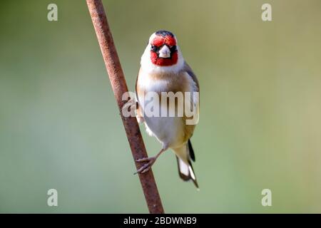 Ein Goldfinch (Carduelis carduelis) thront in der Sonne an einem wunderschönen Morgen in East Sussex, Großbritannien. Quelle: Ed Brown/Alamy Live News Stockfoto