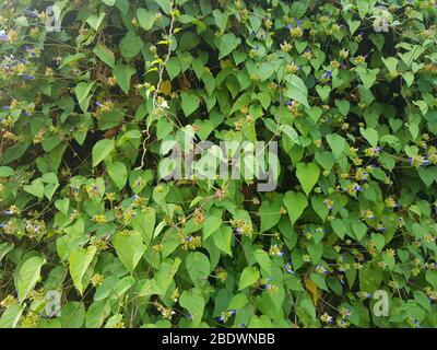 Clitoria ternatea Blumen auf Baum( Stockfoto