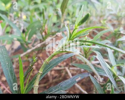 Blühende mexikanische Petunia oder Ruellia Blume Stockfoto