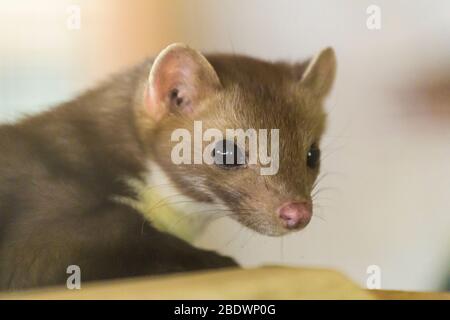 Steinmarder, Buchenmarder, Martes foina, Porträt Stockfoto